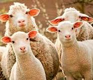 Ветеринары предупредили о бруцеллезе домашних животных