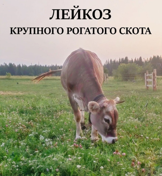 Памятка о профилактике лейкоза крупного рогатого скота